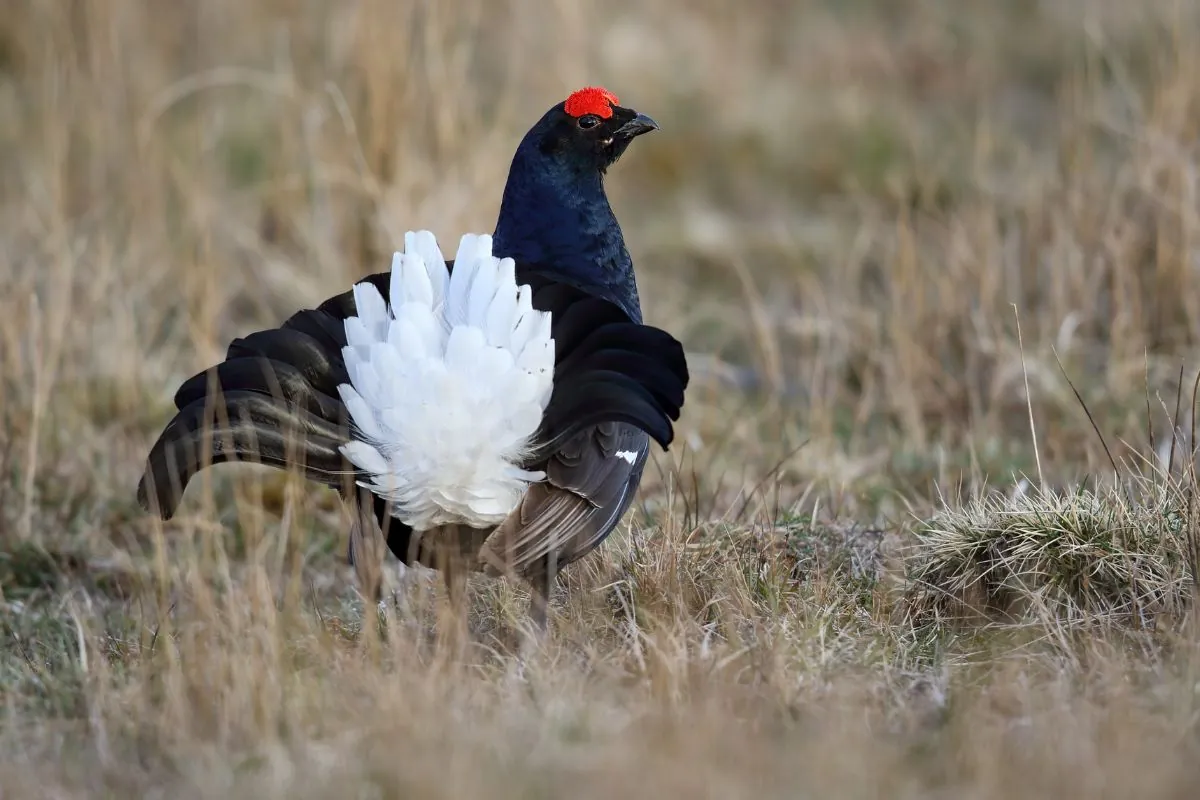 A male black grouse displaying in dry grass, his tail fanned white.
