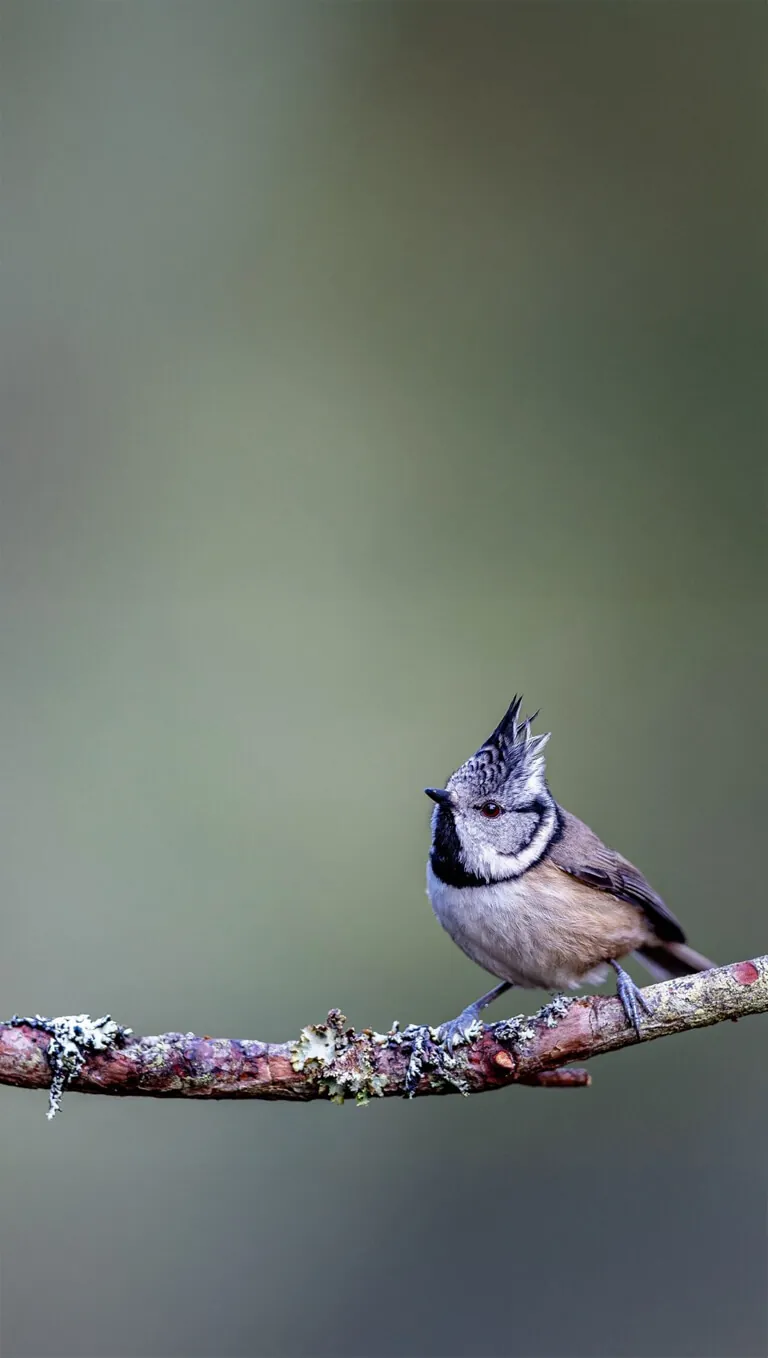 A crested tit perched on a lichen-covered twig.