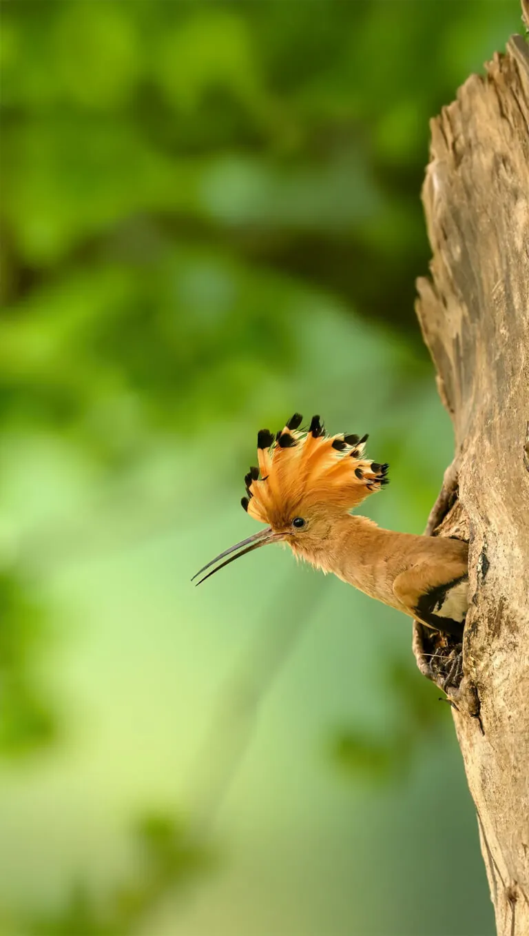 A hoopoe with its crest raised at a nest hole in a tree.