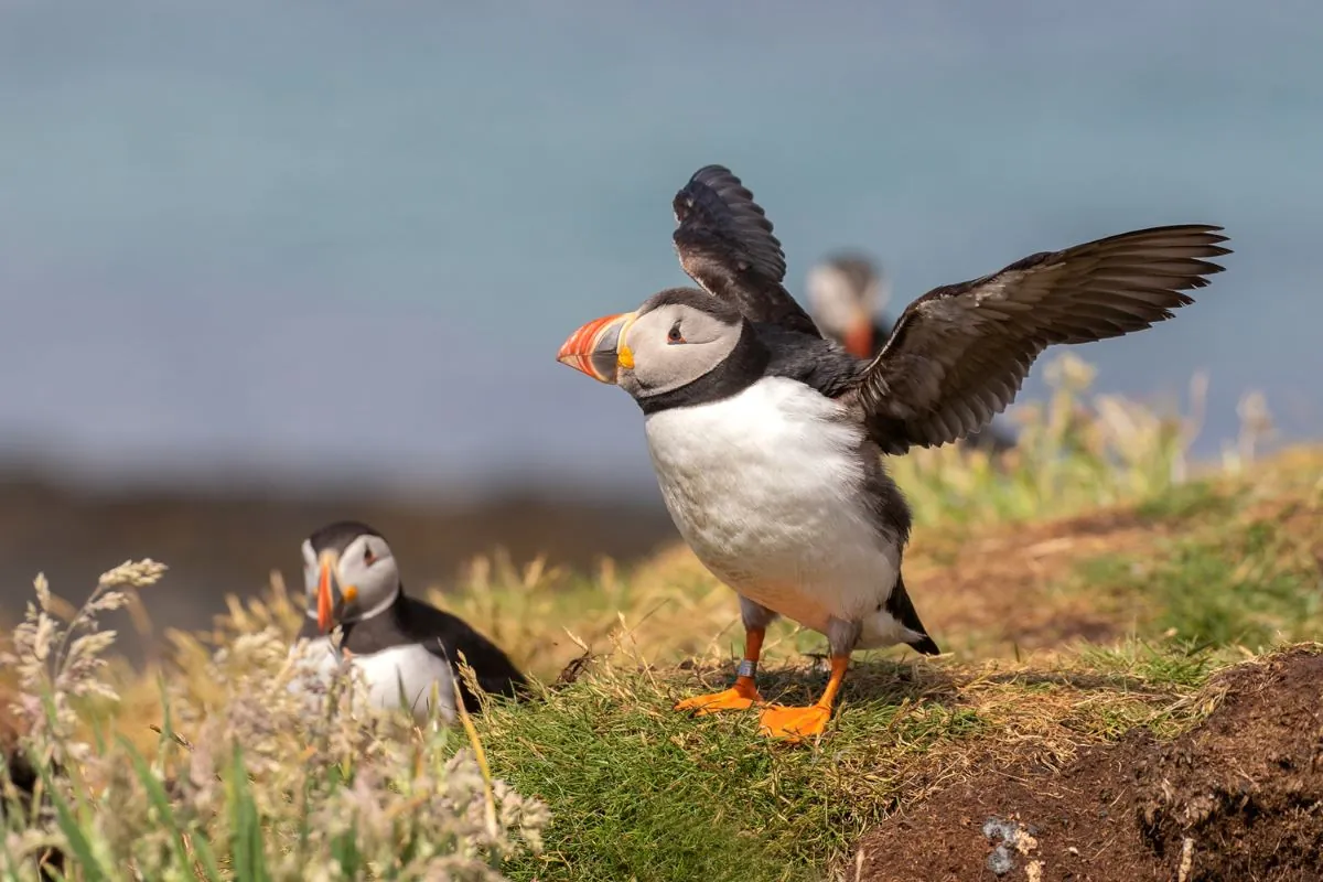 A puffin spreading its wings on a grassy clifftop, with a second puffin behind.